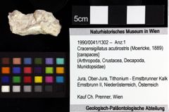 Foto (Objket + Etiketten) von Cracensigillatus acutirostris (Moericke, 1889) 